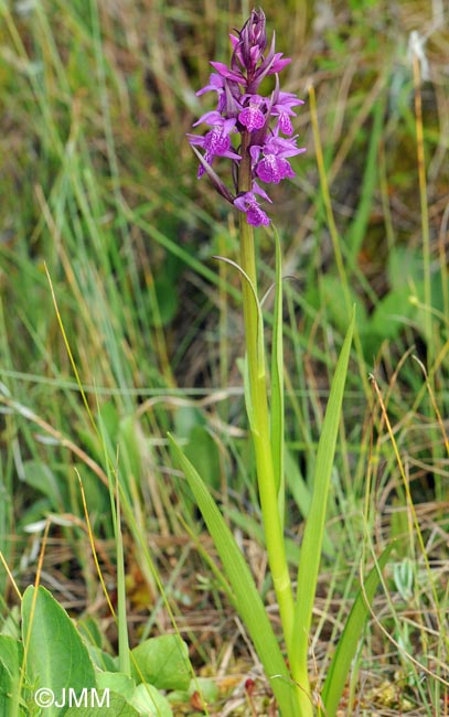 Dactylorhiza devillersiorum