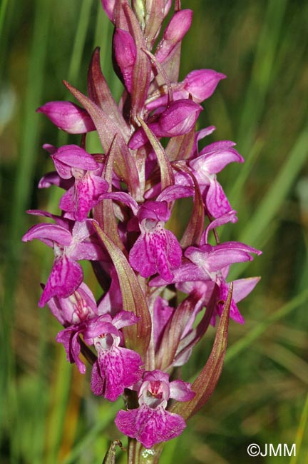 Dactylorhiza devillersiorum