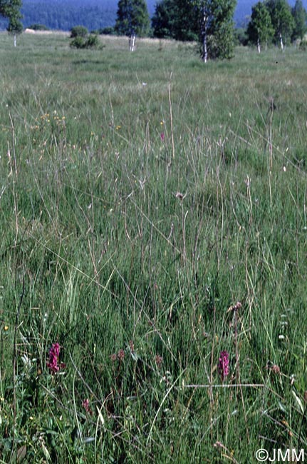 Dactylorhiza devillersiorum : site de Bouverans