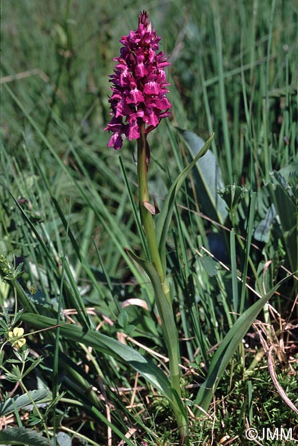 Dactylorhiza devillersiorum