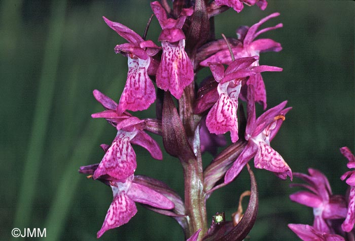 Dactylorhiza devillersiorum