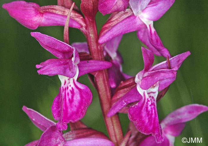 Dactylorhiza devillersiorum