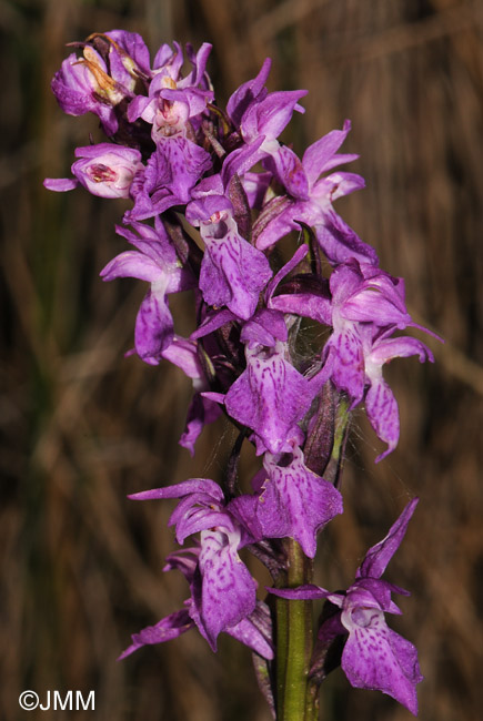 Dactylorhiza devillersiorum