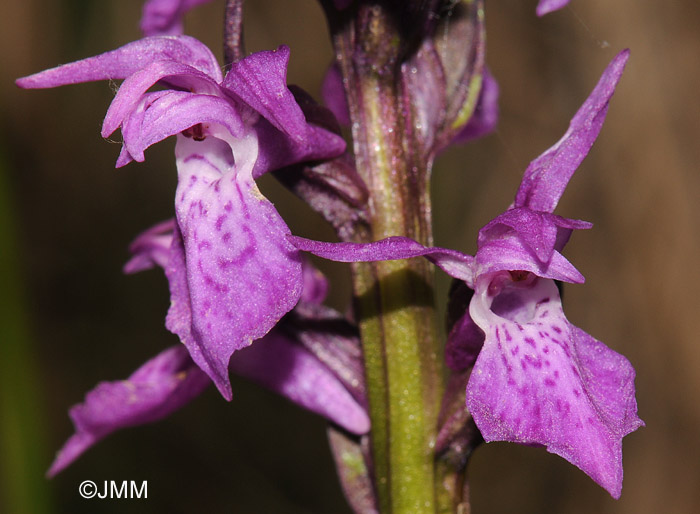 Dactylorhiza devillersiorum