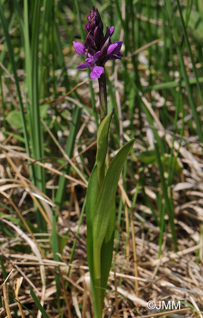 Dactylorhiza devillersiorum