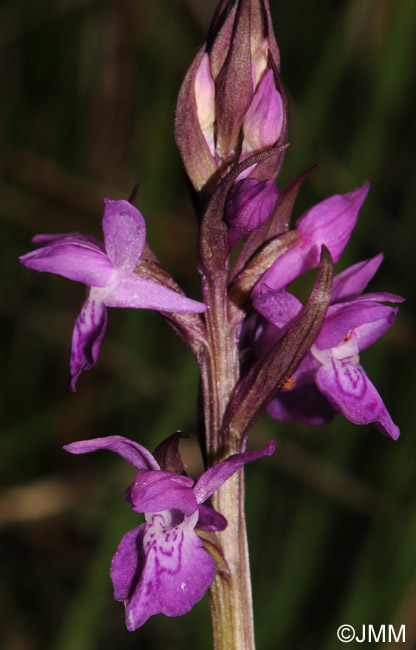 Dactylorhiza devillersiorum