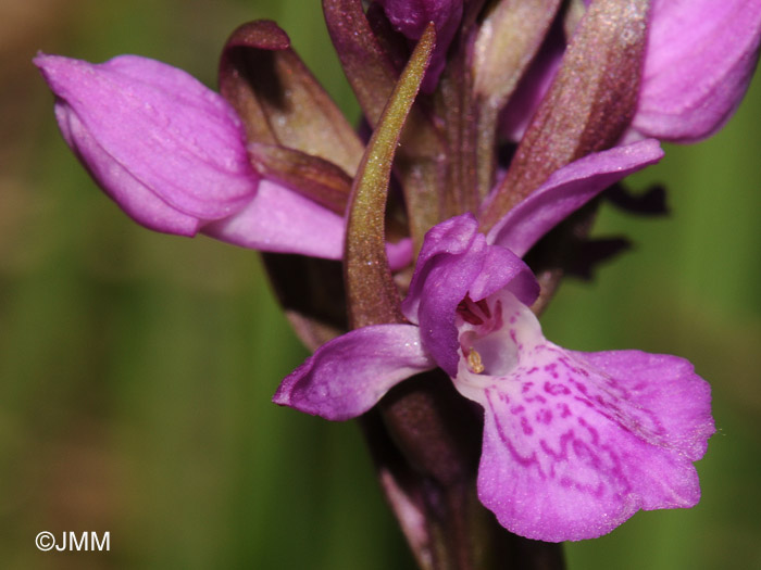 Dactylorhiza devillersiorum