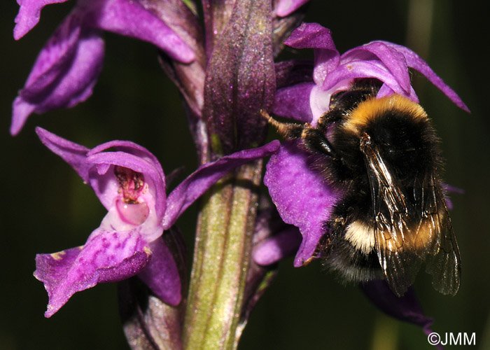 Dactylorhiza devillersiorum