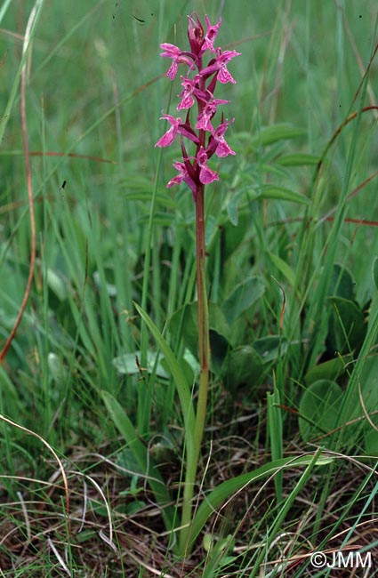 Dactylorhiza devillersiorum