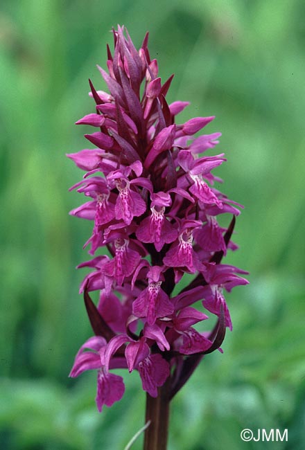 Dactylorhiza devillersiorum