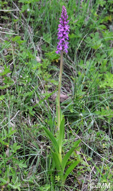 Dactylorhiza elata var. sesquipedalis