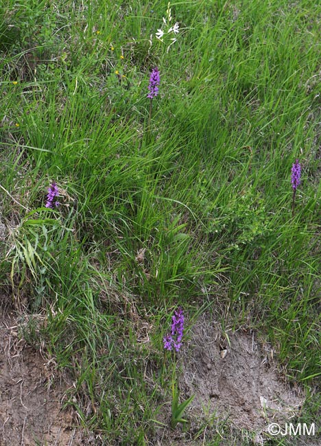 Anthericum liliago & Dactylorhiza elata subsp. sesquipedalis