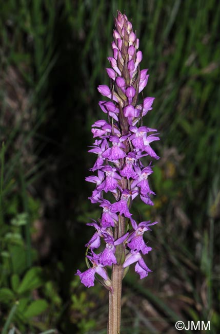 Dactylorhiza elata var. sesquipedalis