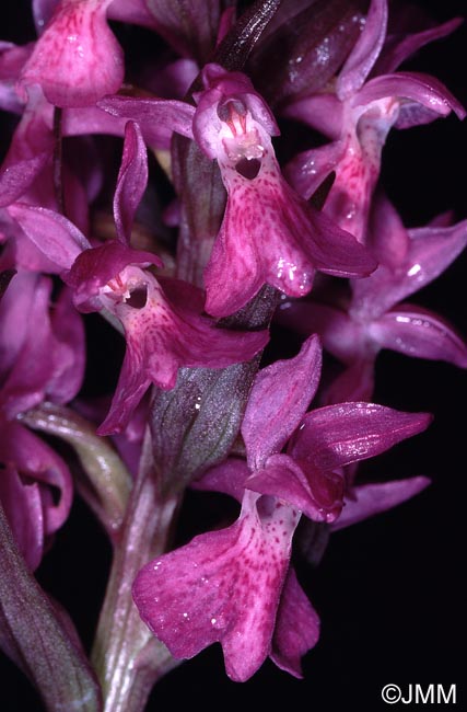 Dactylorhiza elata var. sesquipedalis