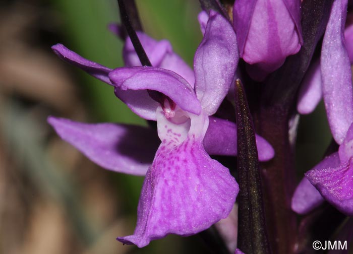 Dactylorhiza elata var. sesquipedalis