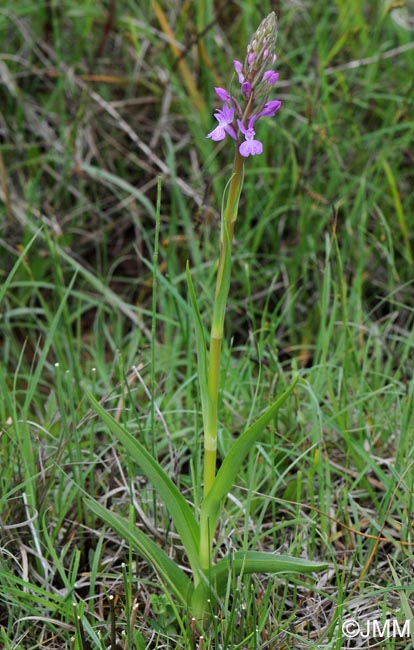 Dactylorhiza elata var. sesquipedalis