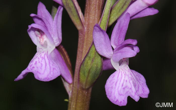 Dactylorhiza elata var. sesquipedalis