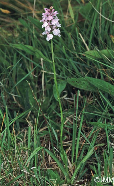 Dactylorhiza ericetorum