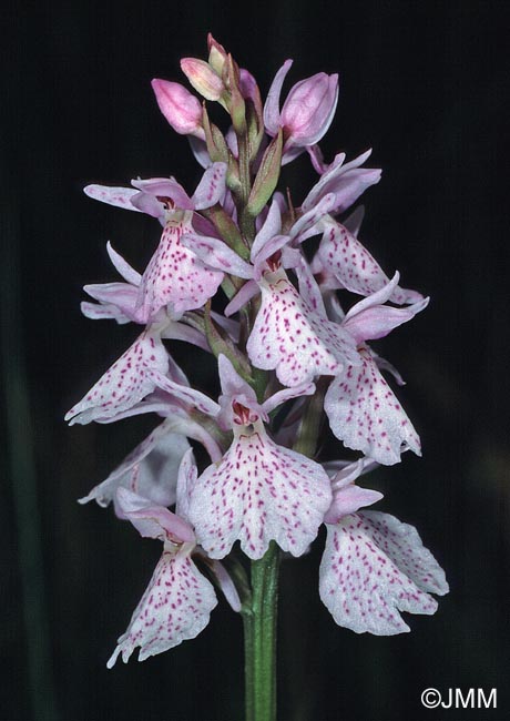 Dactylorhiza ericetorum