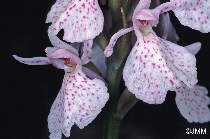 Dactylorhiza ericetorum