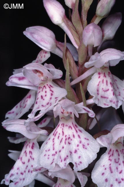 Dactylorhiza ericetorum