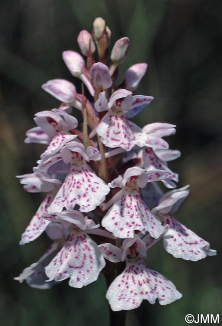 Dactylorhiza ericetorum