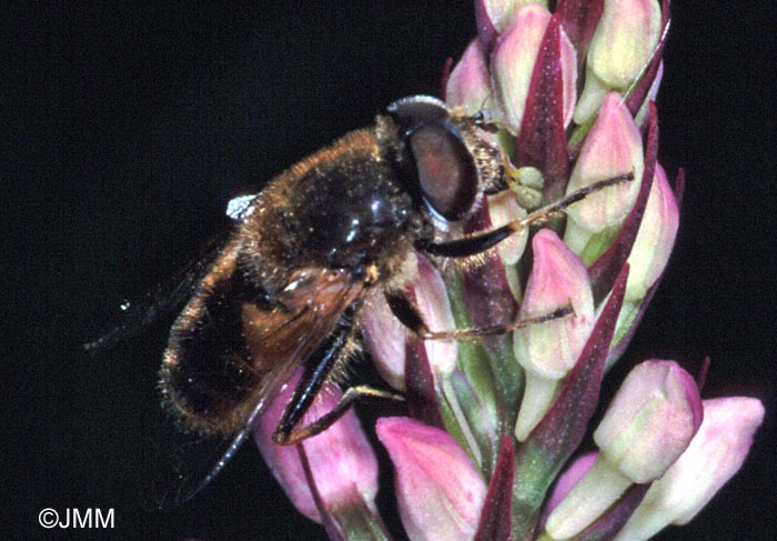 Pollinisateur sur Dactylorhiza fuchsii