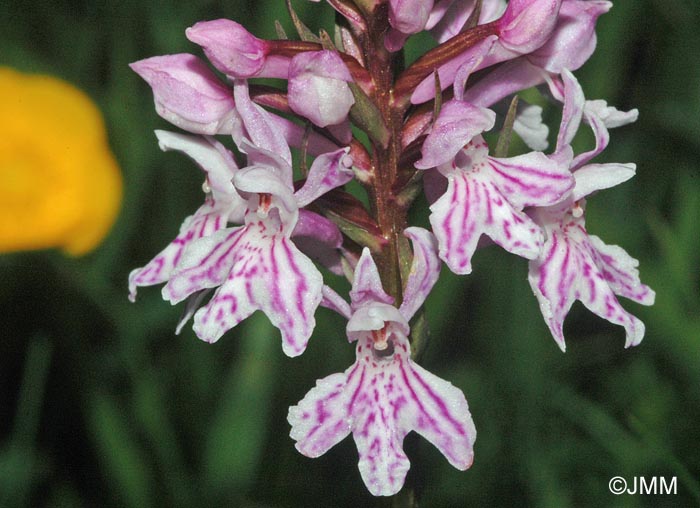 Dactylorhiza fuchsii