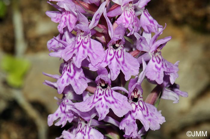 Dactylorhiza fuchsii