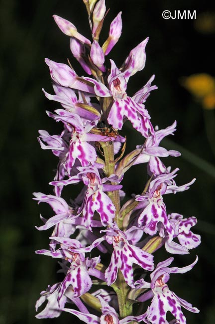 Dactylorhiza fuchsii