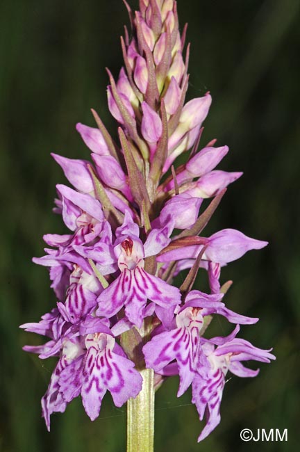 Dactylorhiza fuchsii