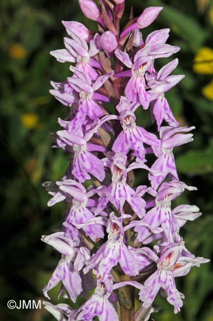 Dactylorhiza fuchsii