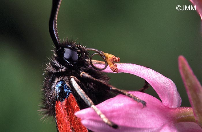 Pollinisateur sur Dactylorhiza fuchsii