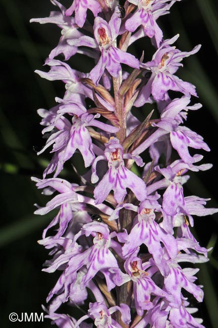 Dactylorhiza fuchsii