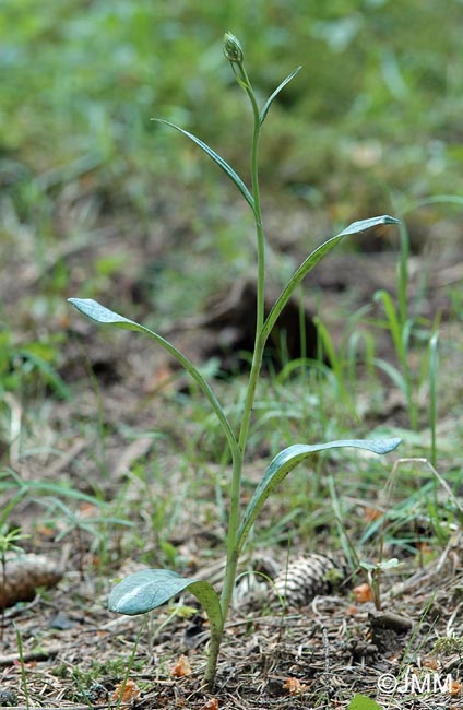 Dactylorhiza fuchsii