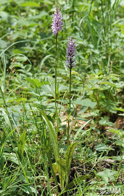 Dactylorhiza fuchsii