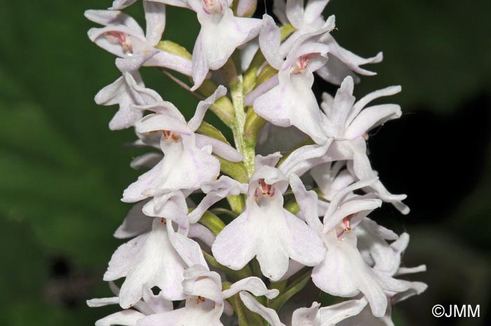 Dactylorhiza fuchsii f. blanche