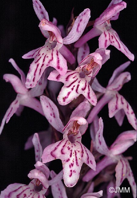 Dactylorhiza fuchsii