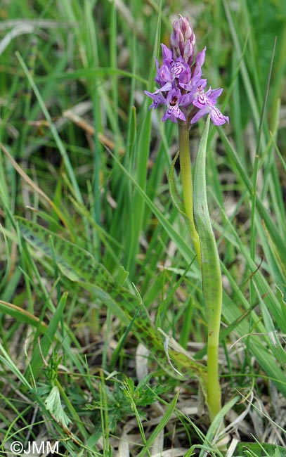 Dactylorhiza fuchsii x incarnata