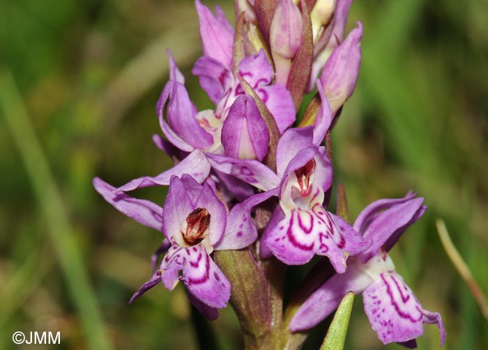 Dactylorhiza fuchsii x incarnata