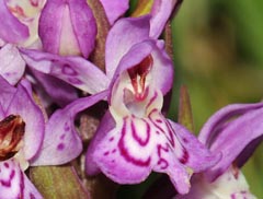 Dactylorhiza fuchsii x incarnata