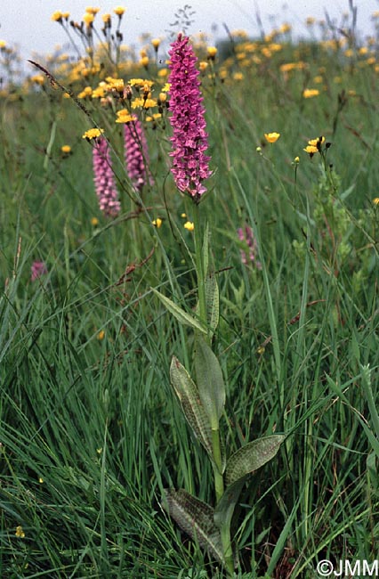 Dactylorhiza fuchsii x Dactylorhiza majalis = Dactylorhiza x braunii