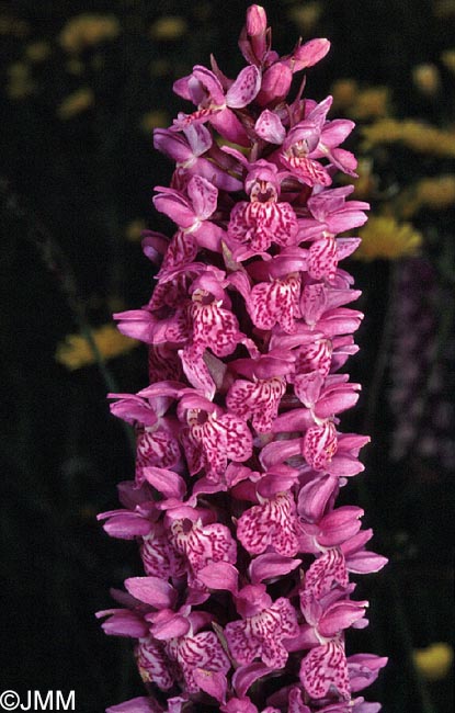 Dactylorhiza fuchsii x Dactylorhiza majalis = Dactylorhiza x braunii