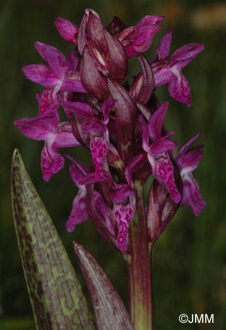 Dactylorhiza incarnata var. hyphaematodes