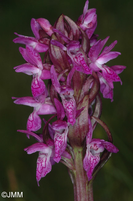 Dactylorhiza incarnata var. hyphaematodes