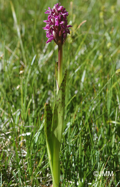 Dactylorhiza incarnata var. hyphaematodes