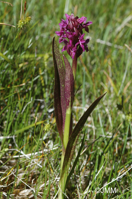 Dactylorhiza incarnata var. hyphaematodes