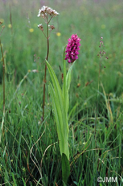 Dactylorhiza incarnata