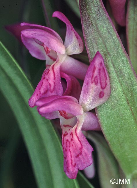 Dactylorhiza incarnata