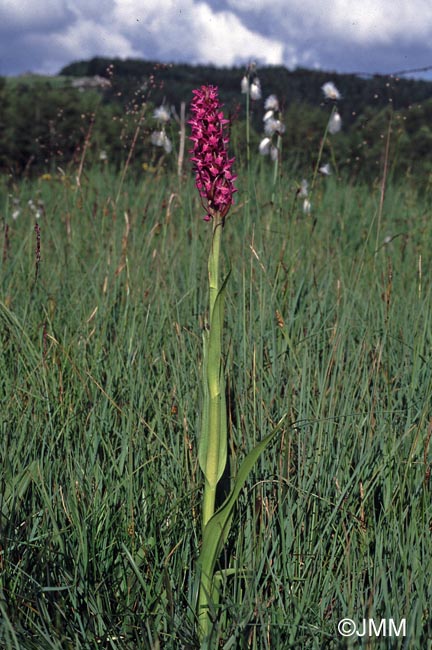 Dactylorhiza incarnata & Eriophorum latifolium